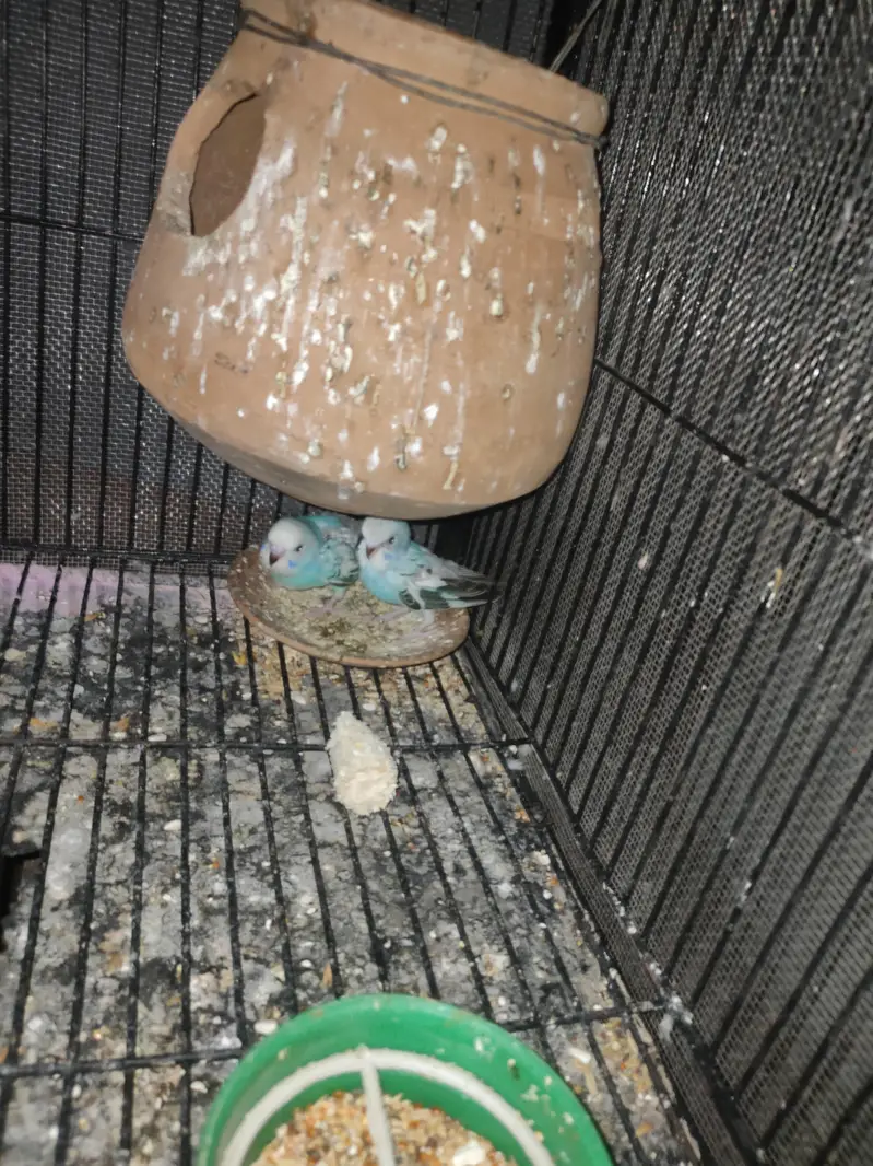 Australian breeder pair or pathy pathya — photo 11
