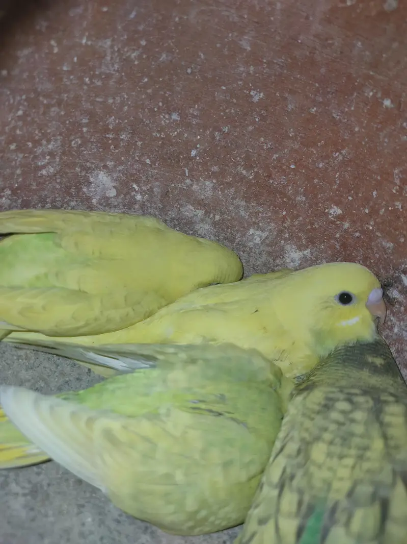 Australian breeder pair or pathy pathya — photo 12