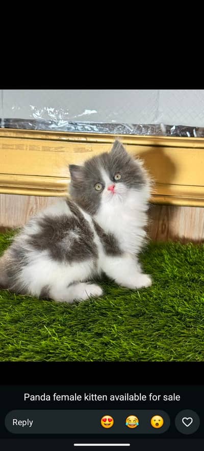 Cash on delivery parshion punch face kitten and cats