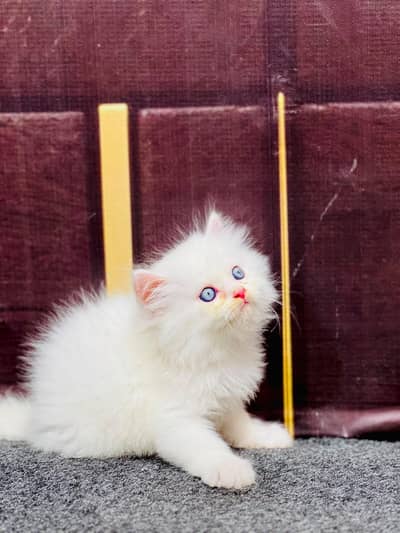 Cash on delivery parshion punch face kitten and cats