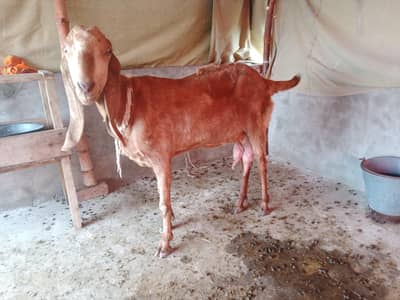 Pure Desi Beetal Bakri