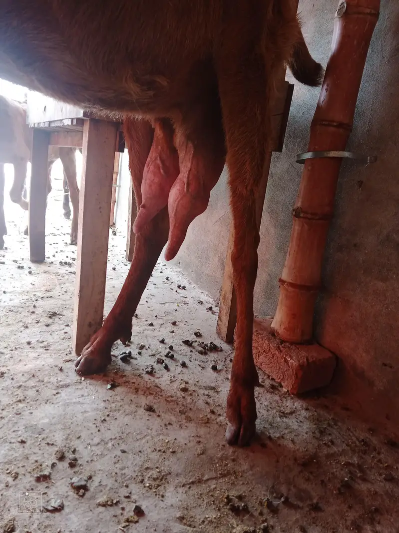 Pure Desi Beetal Bakri — photo 2