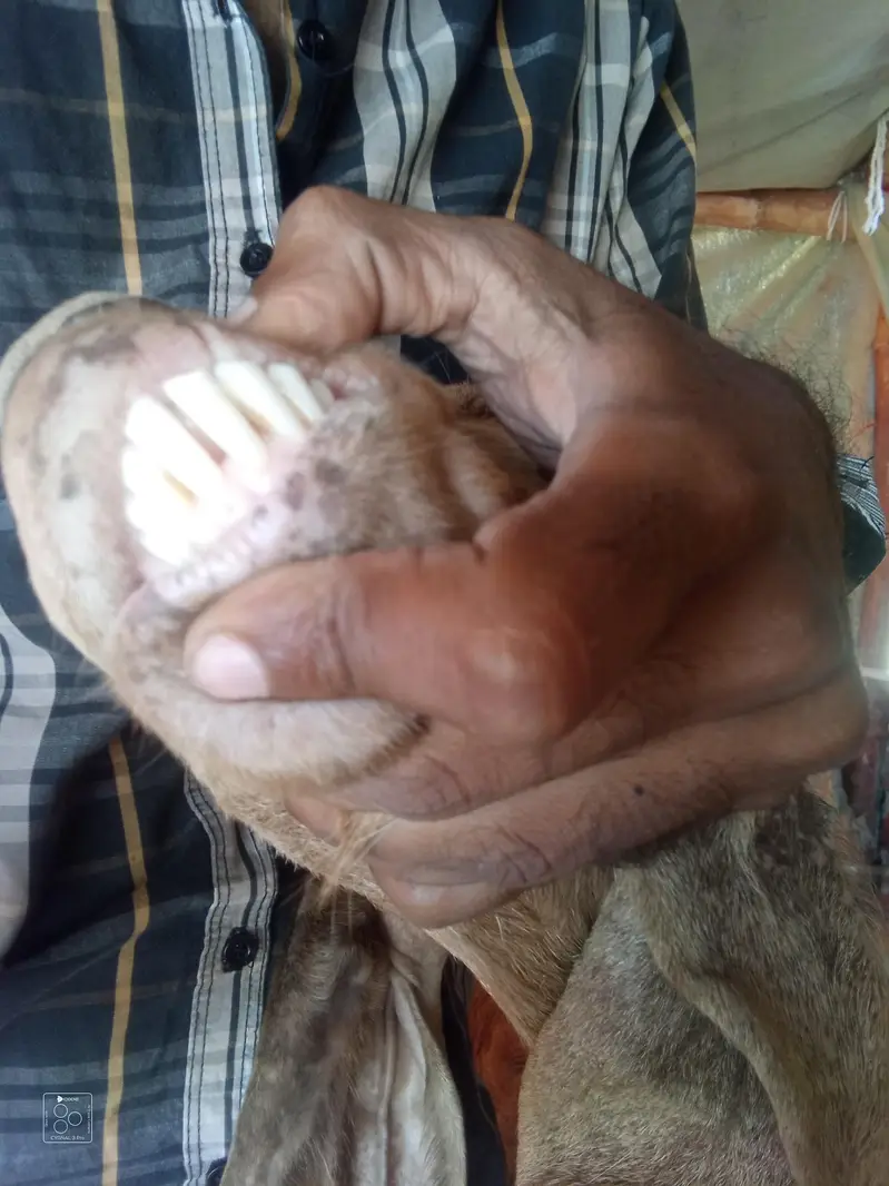 Pure Desi Beetal Bakri — photo 3