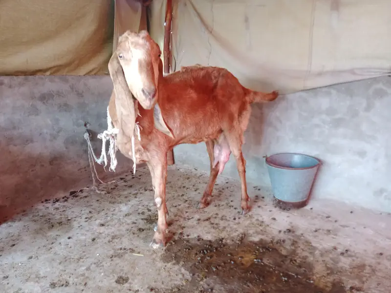 Pure Desi Beetal Bakri — photo 4