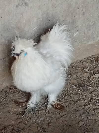 silky pair for sale