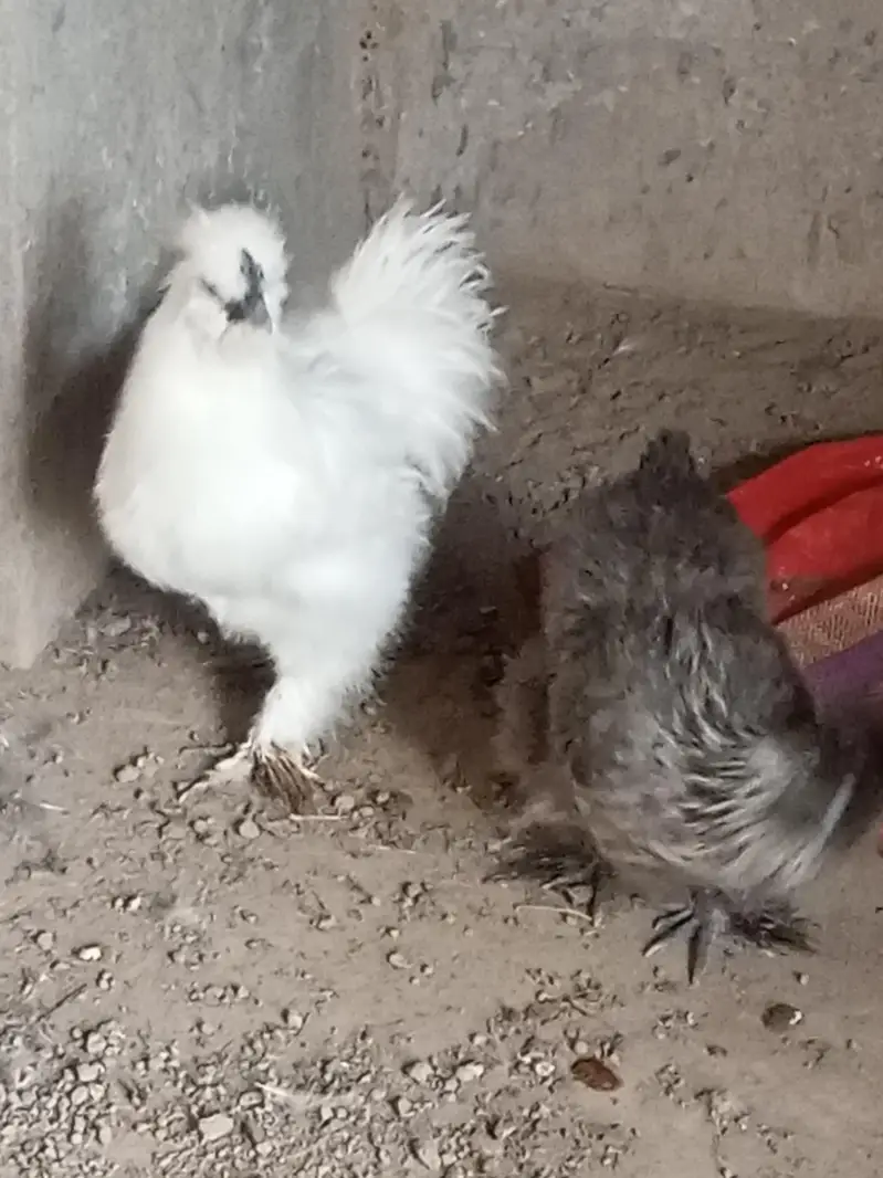 silky pair for sale — photo 2