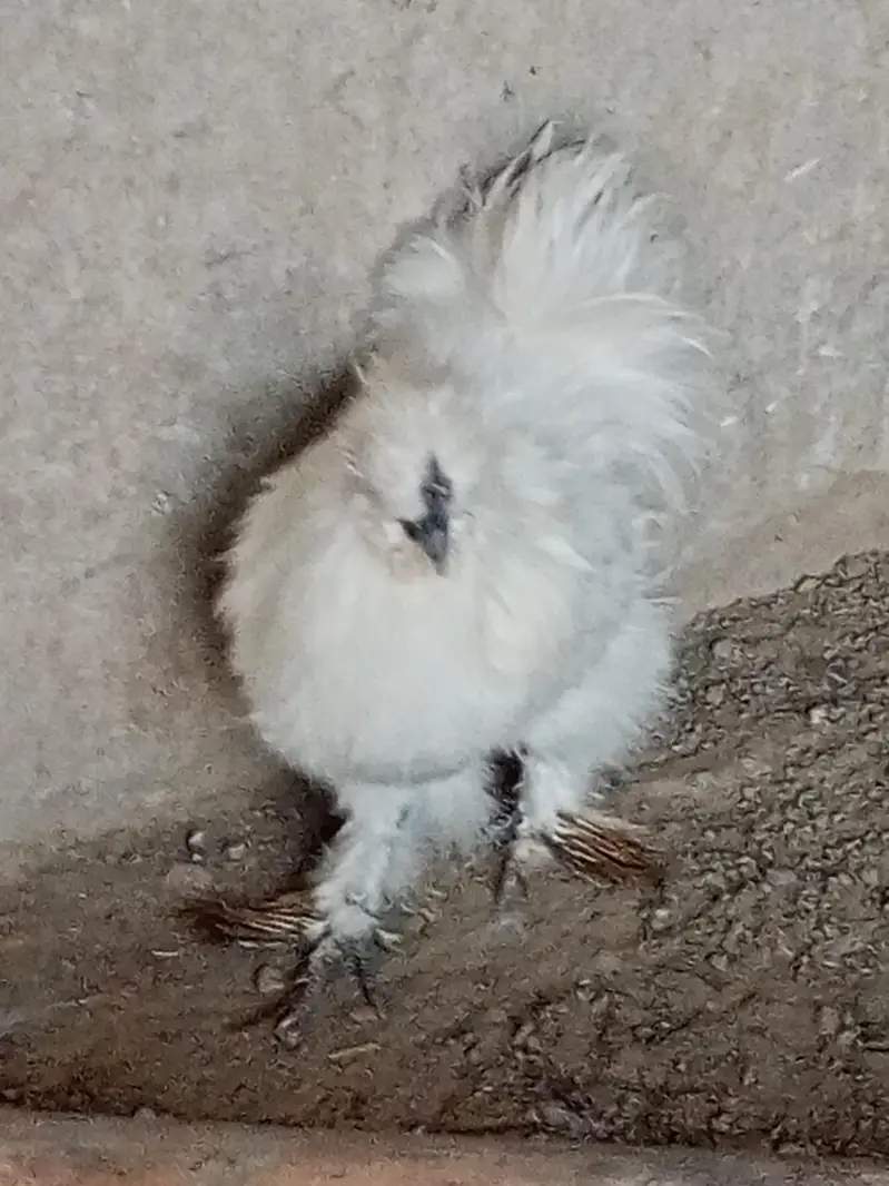 silky pair for sale — photo 3