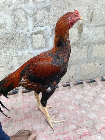 aseel sindhi murga