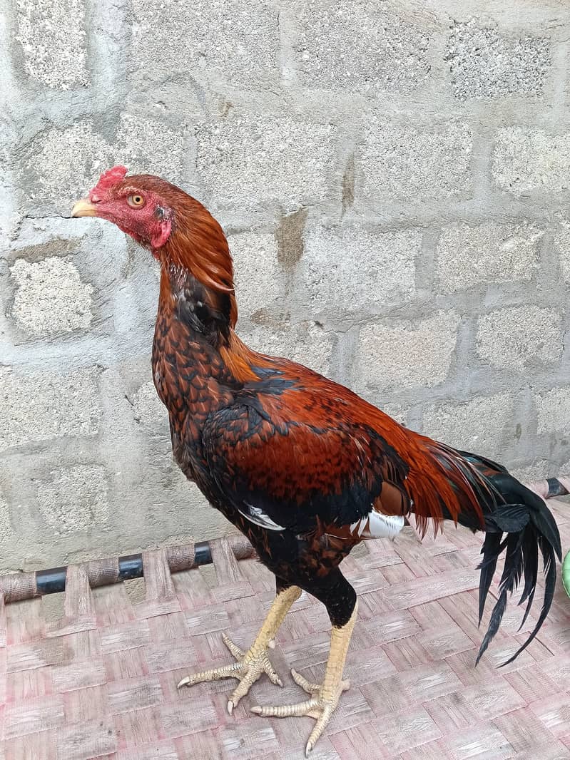 aseel sindhi murga 2