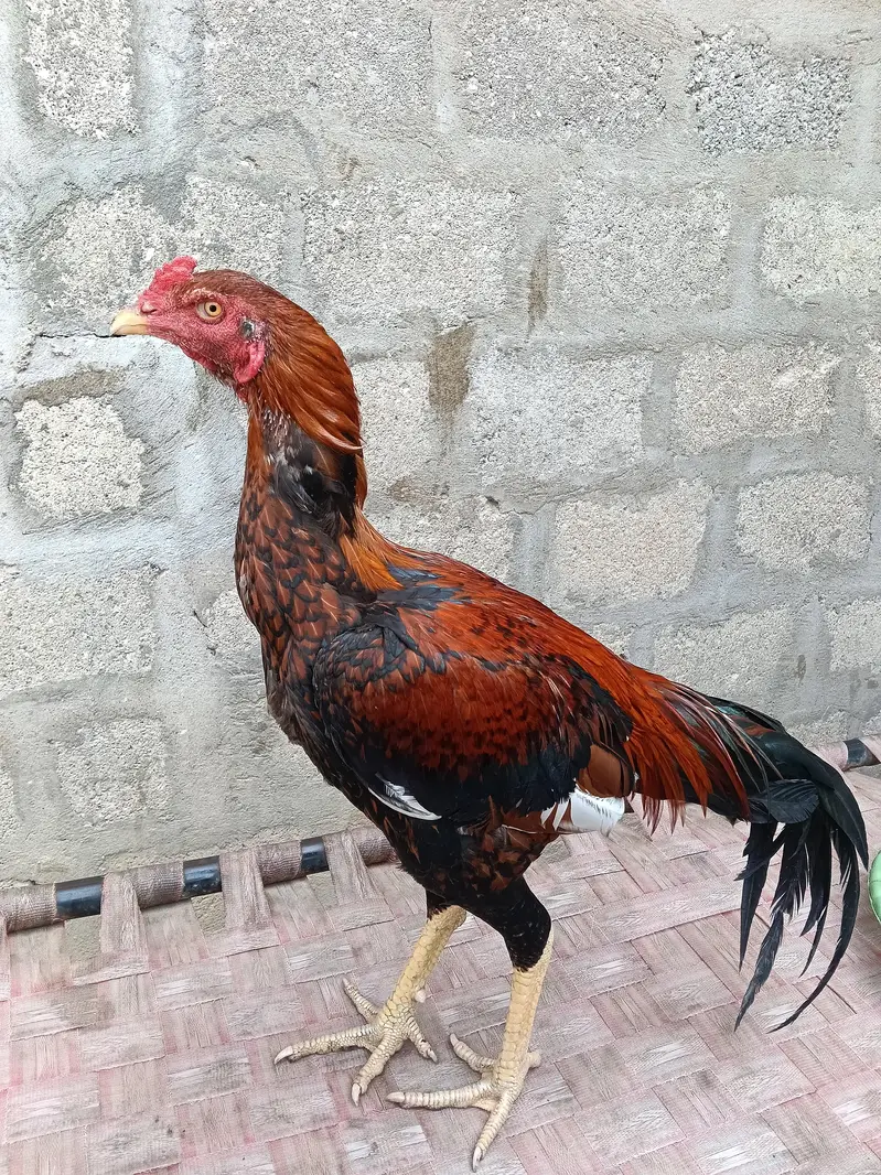 aseel sindhi murga — photo 3