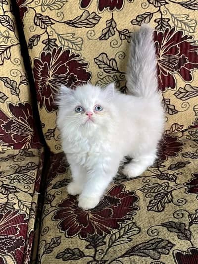 Cat | kittens | Persian | Male | Female | Pair |Wtsp me 0348*Ö163*Ö63