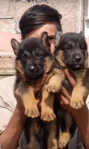 German shepherd puppies For Sale 0328=935:58;78 My Whatsapp No