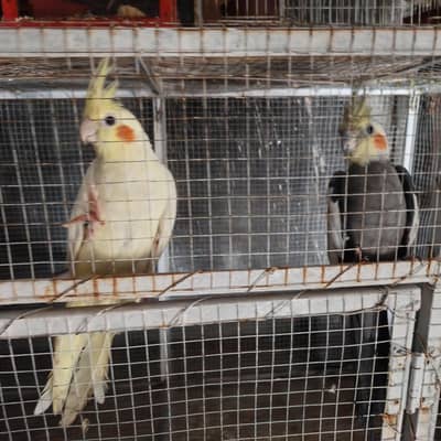 Cocktails & Budgies for Sale