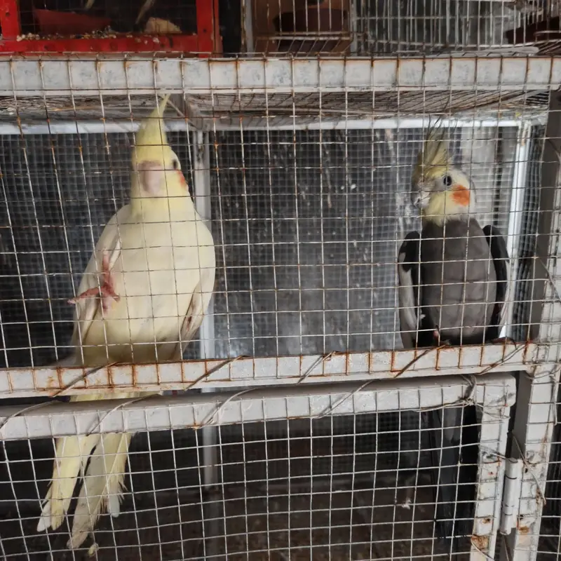 Cocktails & Budgies for Sale — photo 2