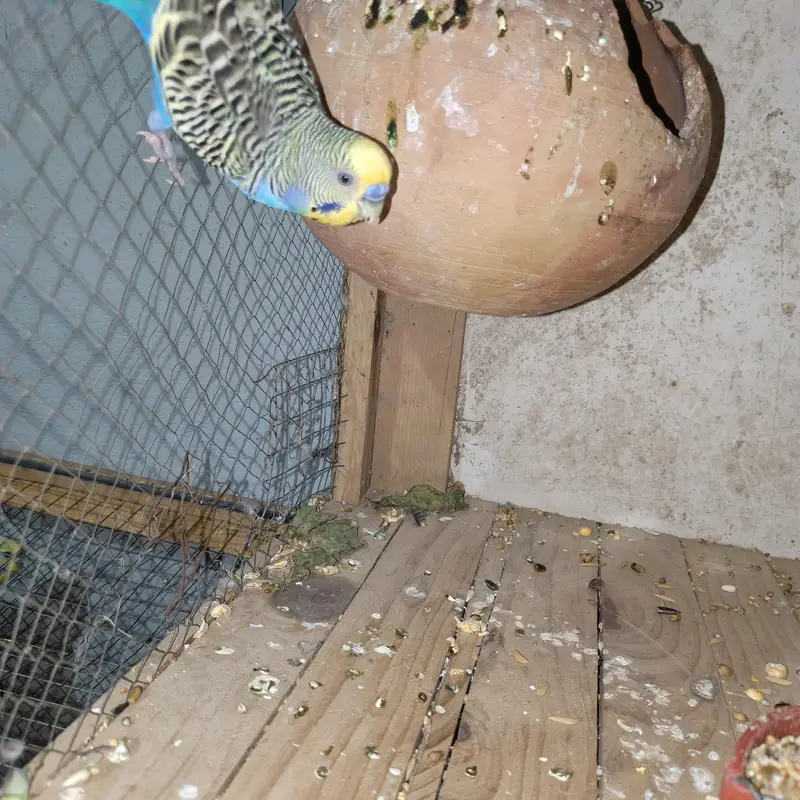 Cocktails & Budgies for Sale — photo 3