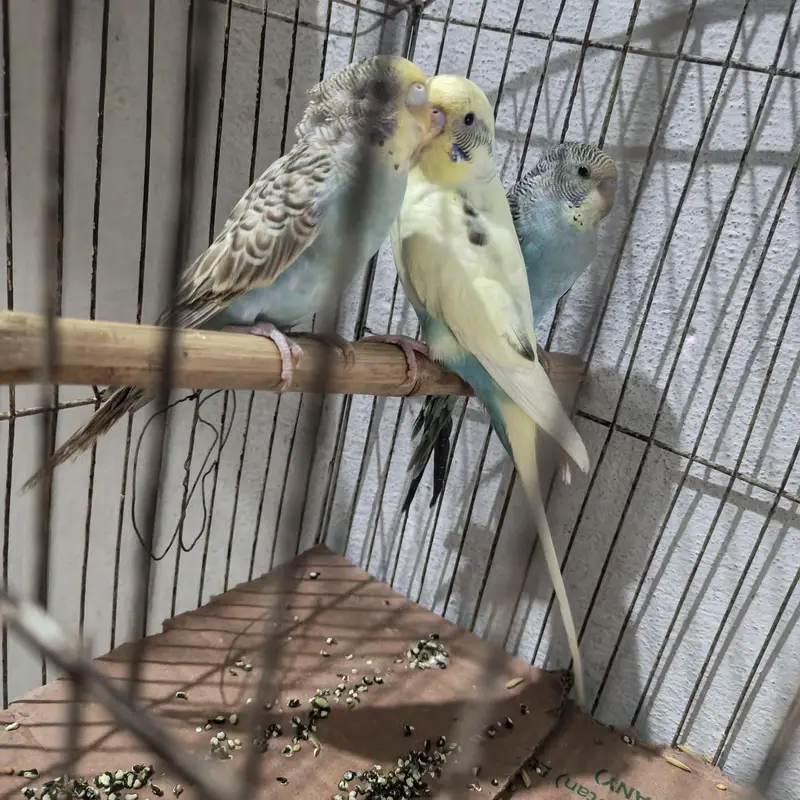Cocktails & Budgies for Sale — photo 4
