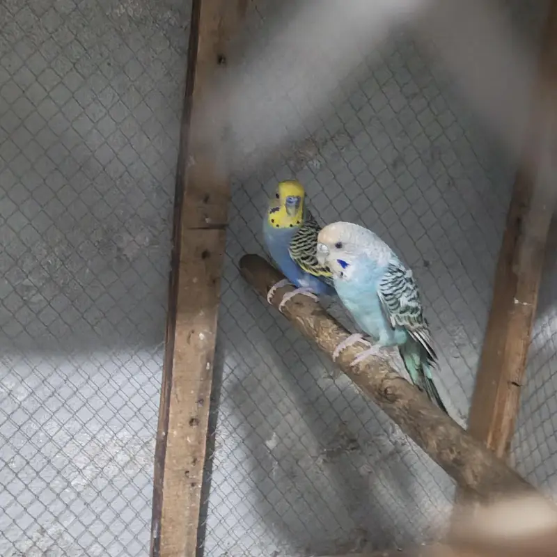 Cocktails & Budgies for Sale — photo 5