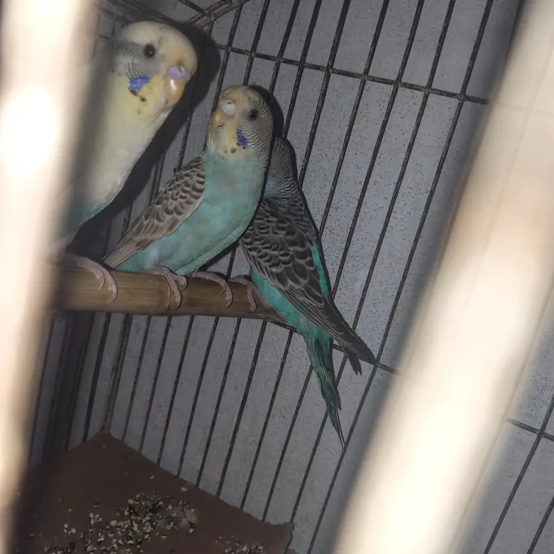 Cocktails & Budgies for Sale — photo 6