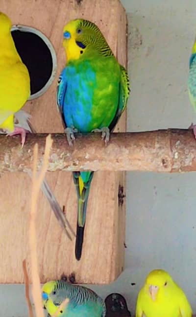 Half sider budgie male antique piece