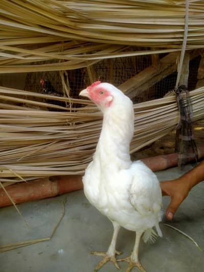 hen for sale