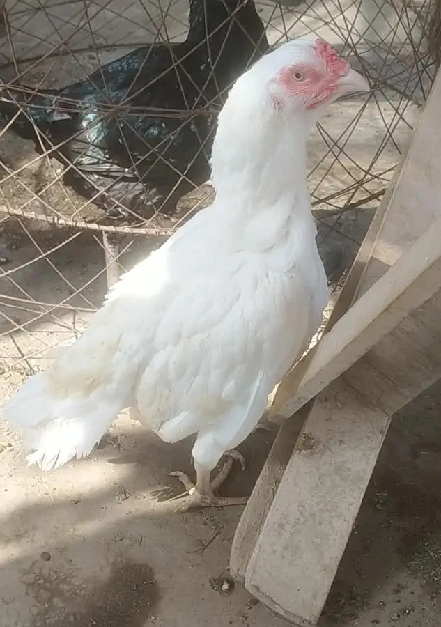 hen for sale — photo 2