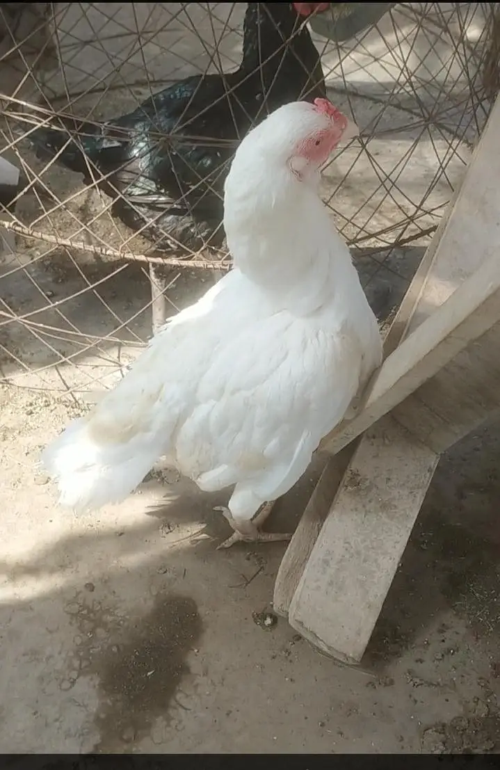 hen for sale — photo 3