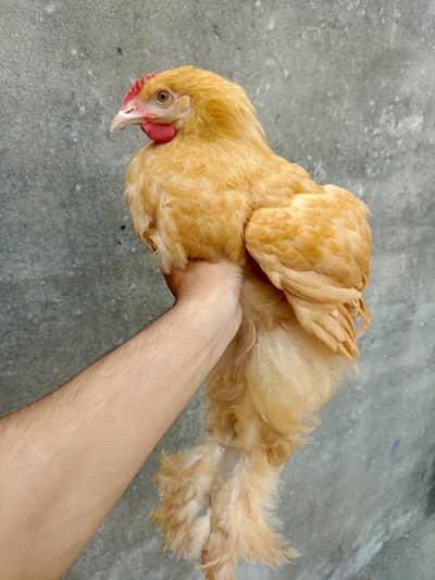 Golden Buff hen's