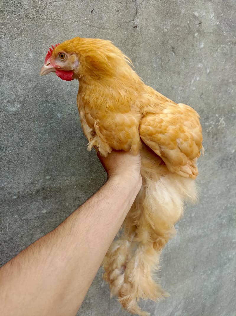 Golden Buff hen's 1