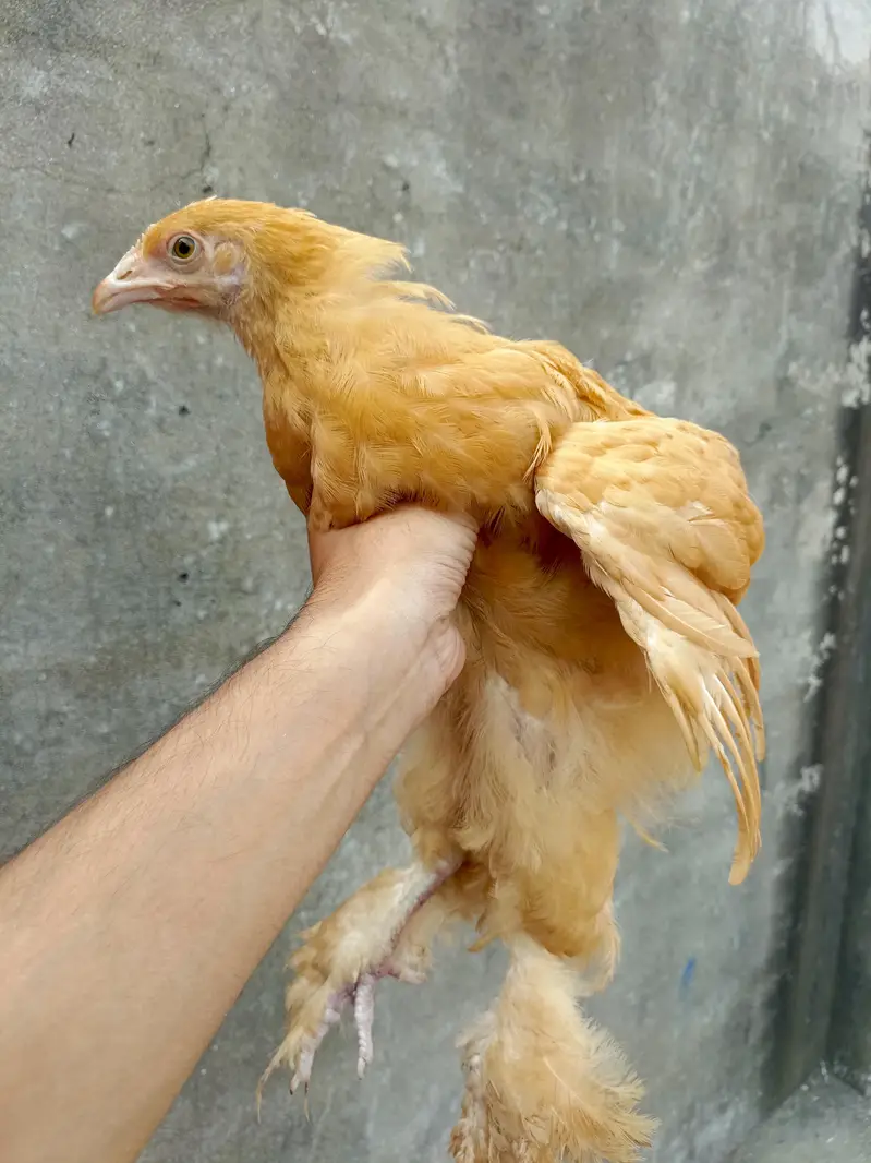 Golden Buff hen's — photo 3