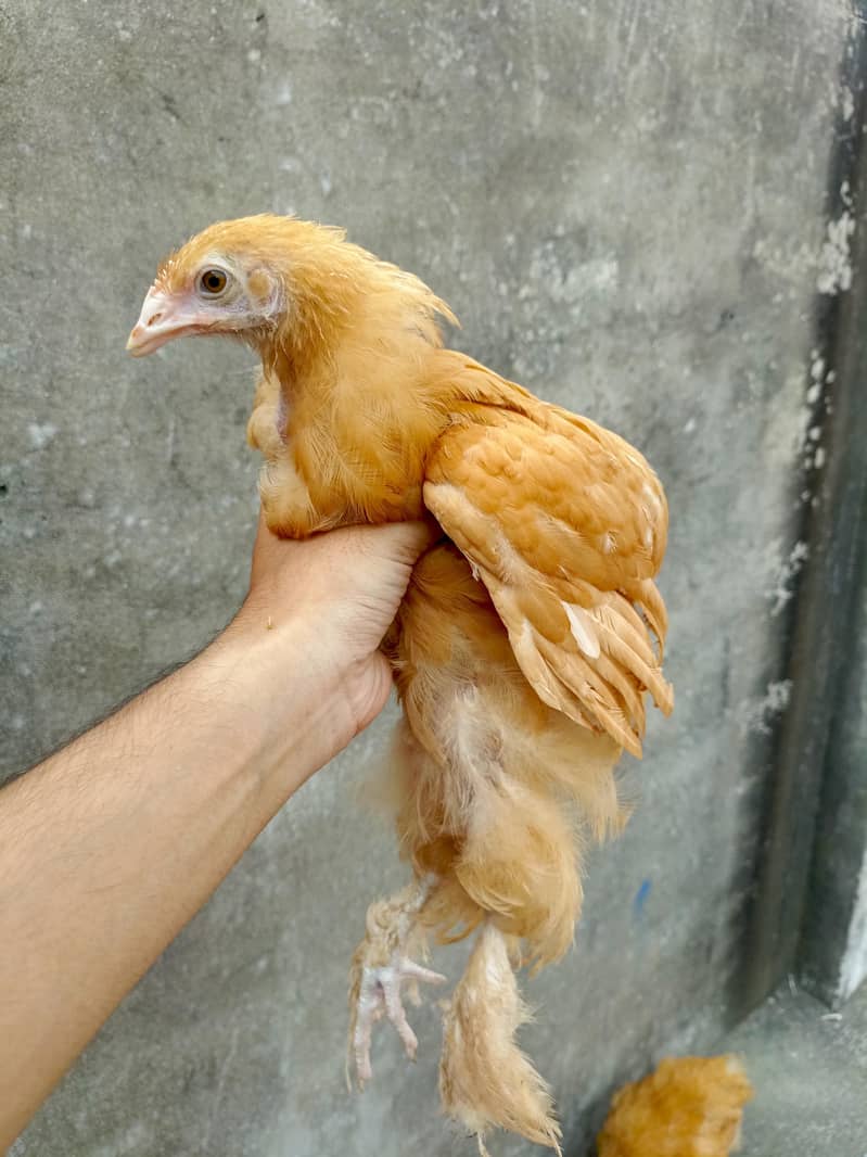 Golden Buff hen's 3