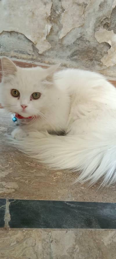 white Persian kitten