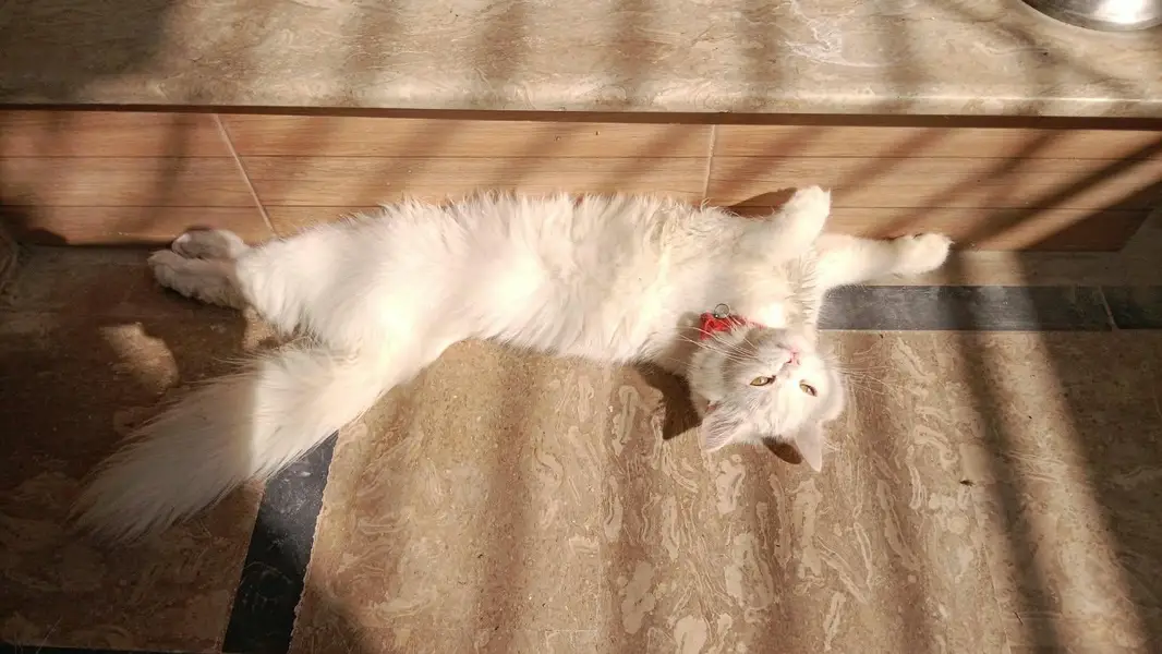 white Persian kitten — photo 2