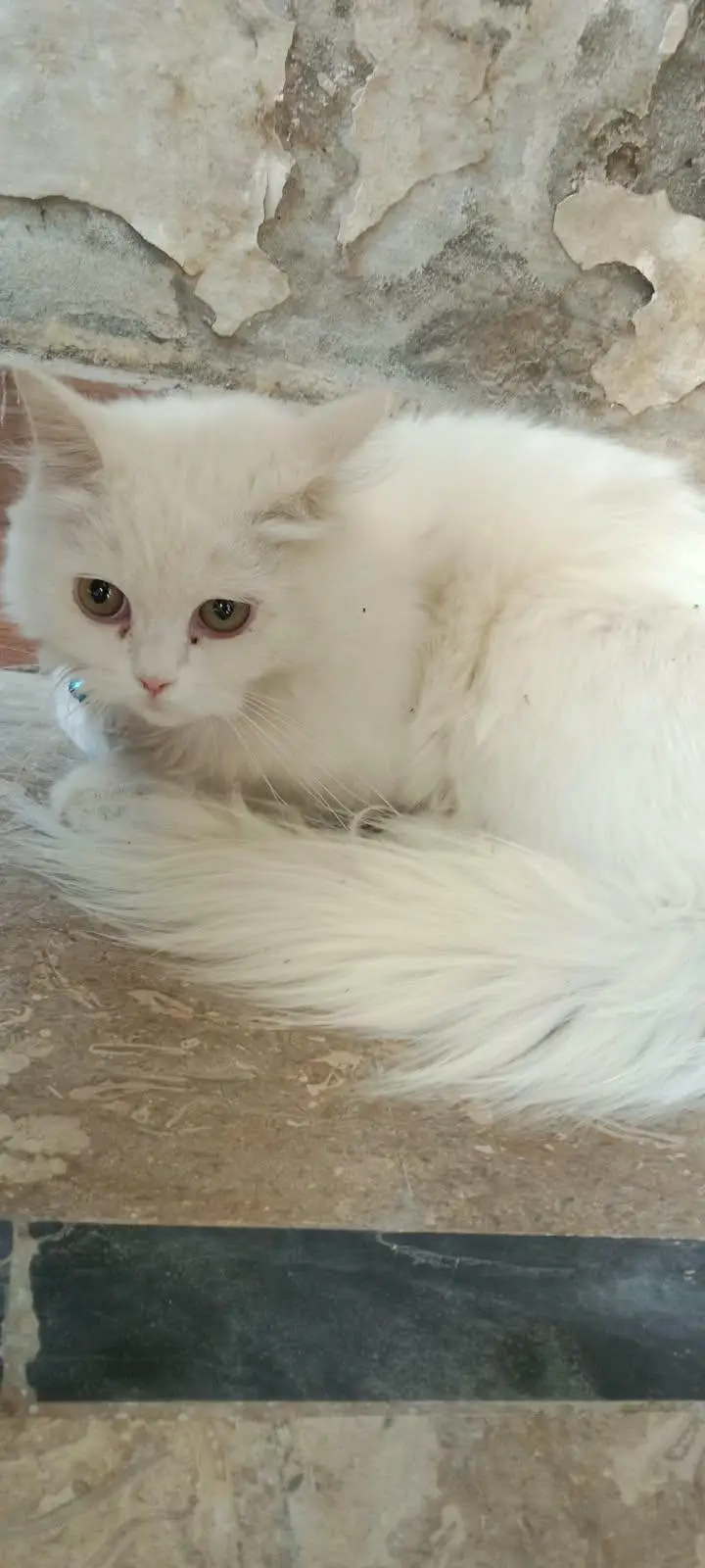 white Persian kitten — photo 3