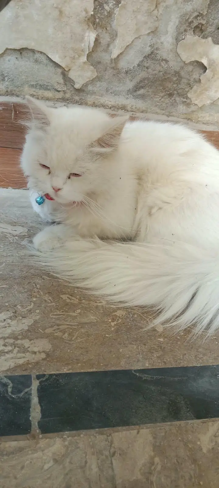 white Persian kitten — photo 4