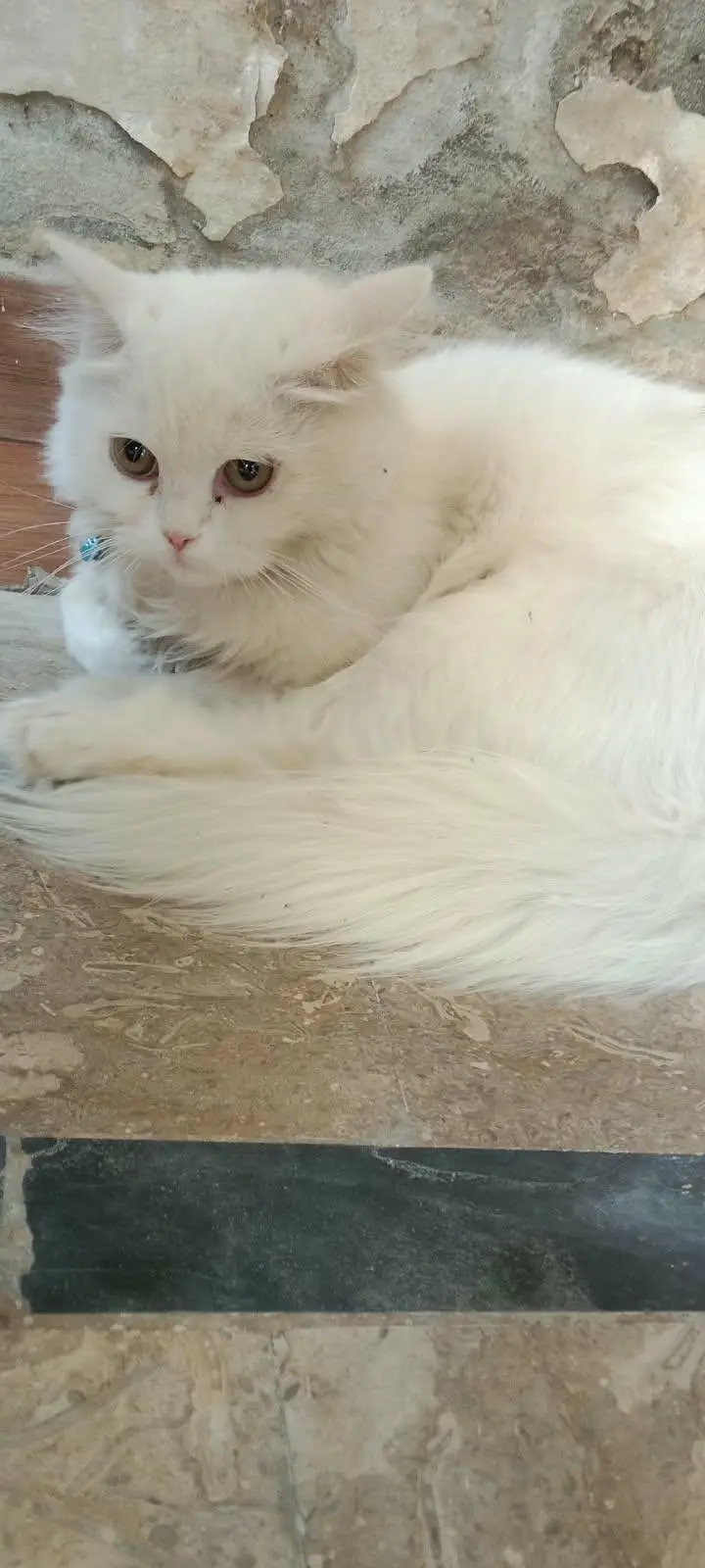 white Persian kitten — photo 5