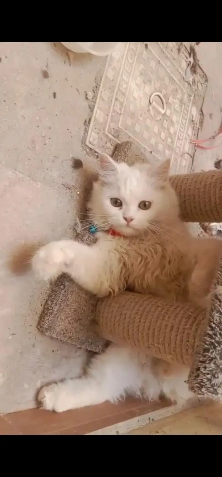 white Persian kitten — photo 6