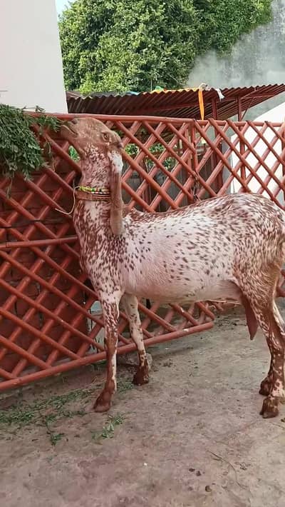 Makka Chini Goat – Pregnant / 03247915246