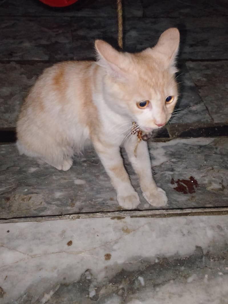Persian cat 1