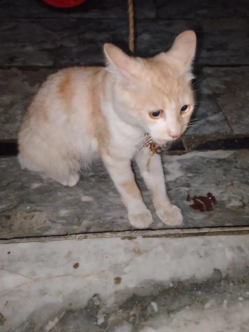 Persian cat — photo 2