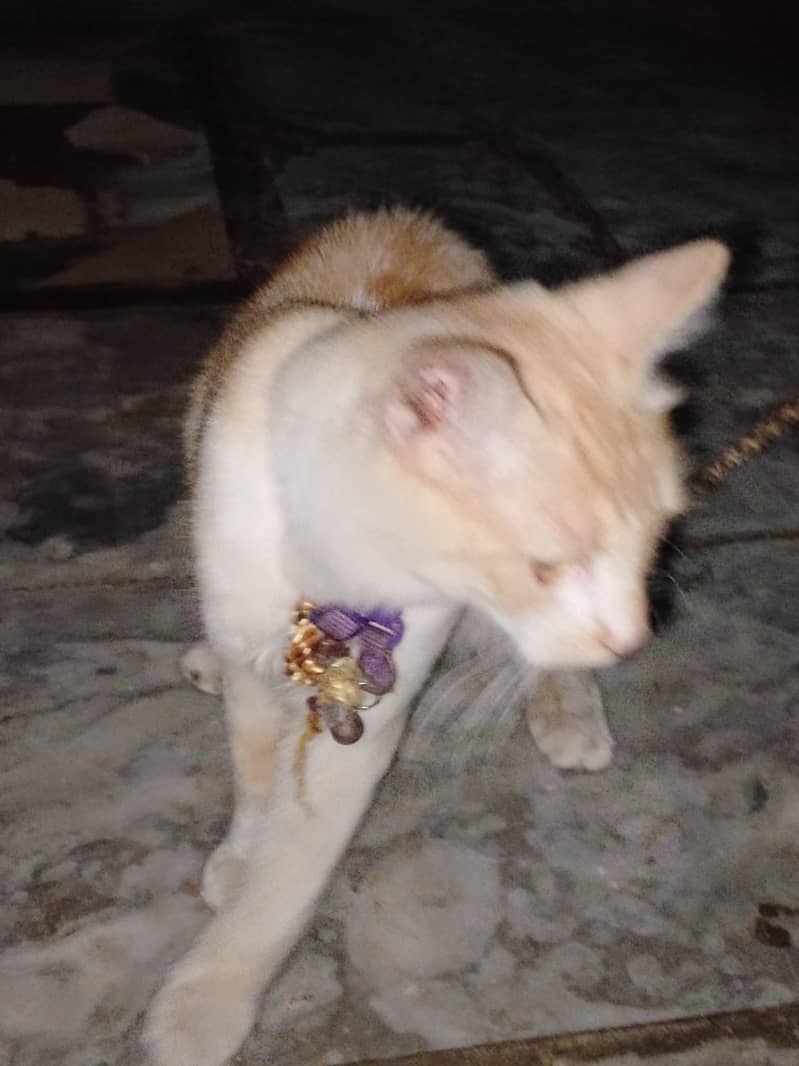 Persian cat 3