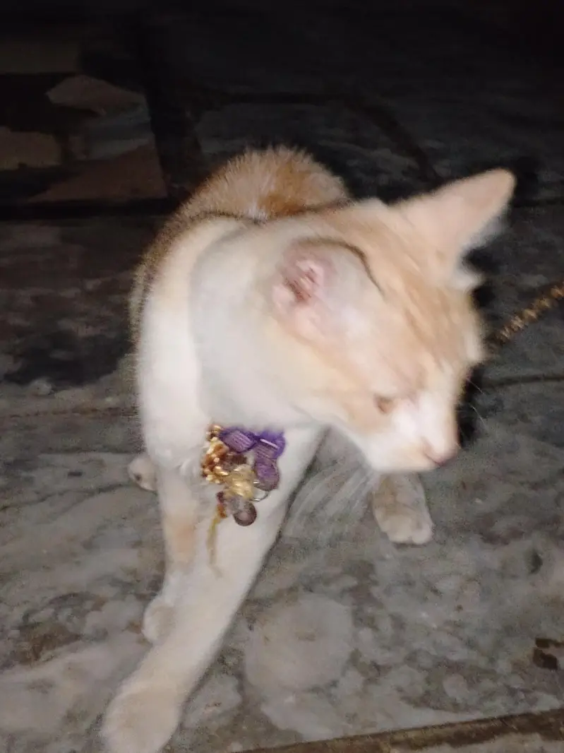 Persian cat — photo 4