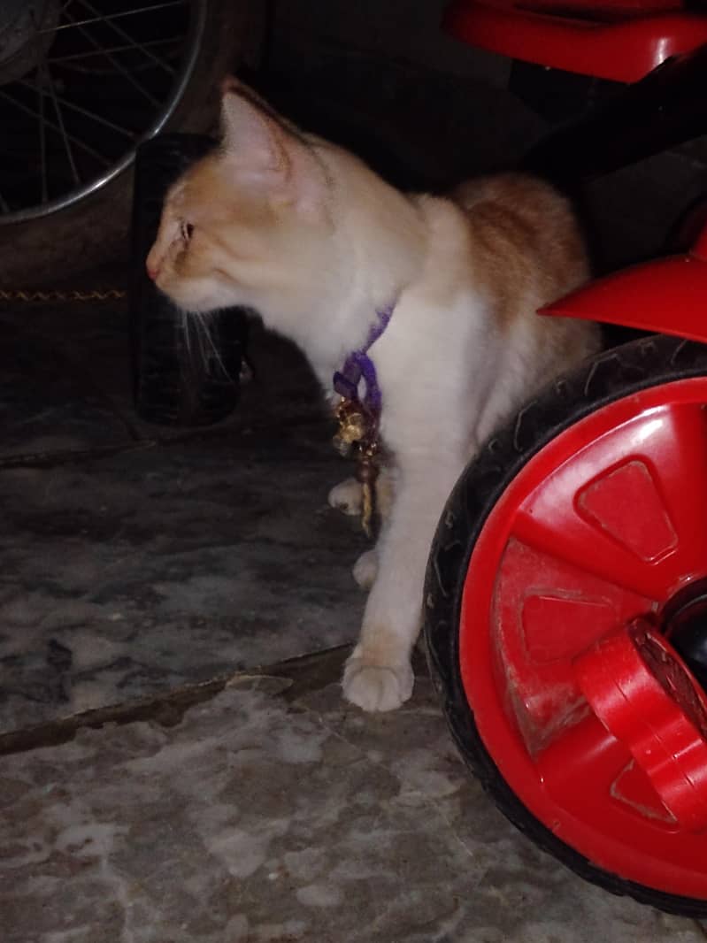 Persian cat 4