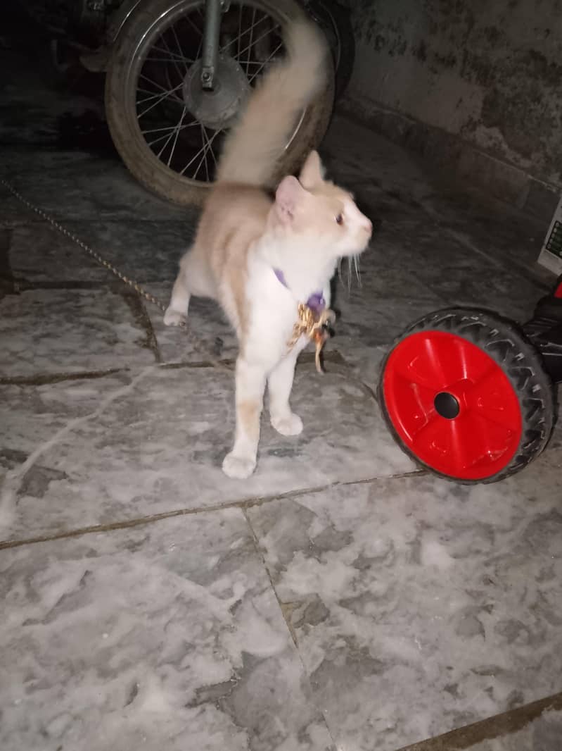 Persian cat 5
