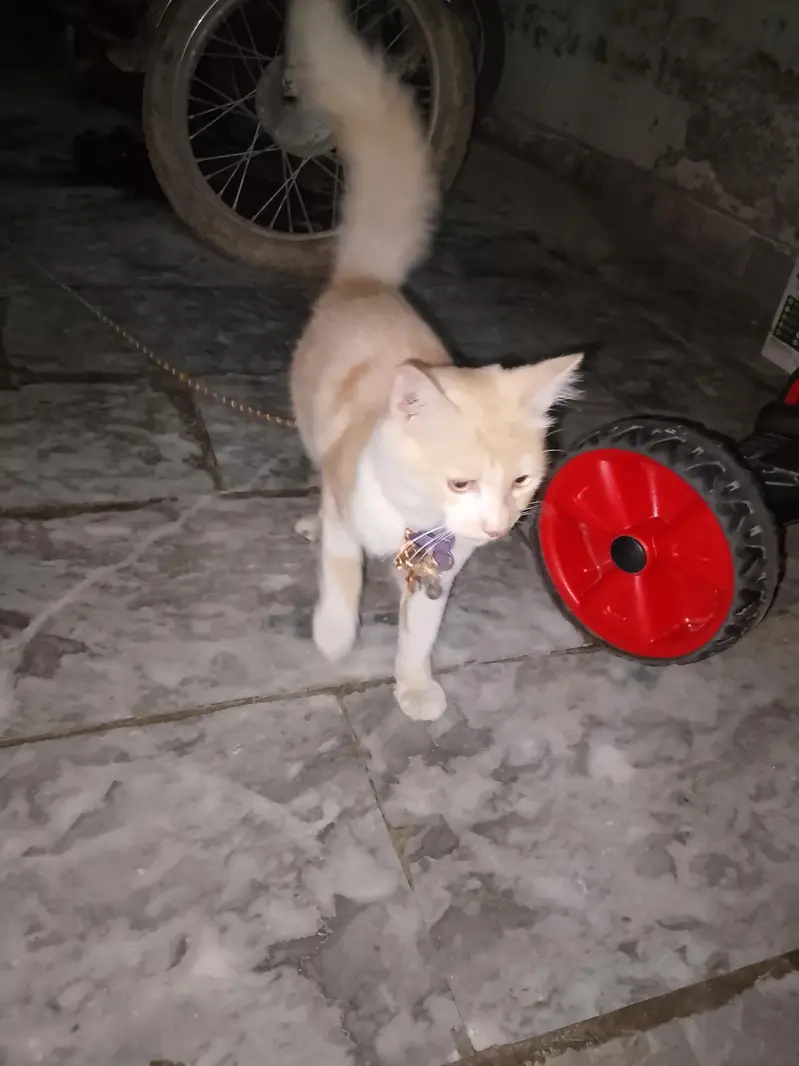 Persian cat — photo 7