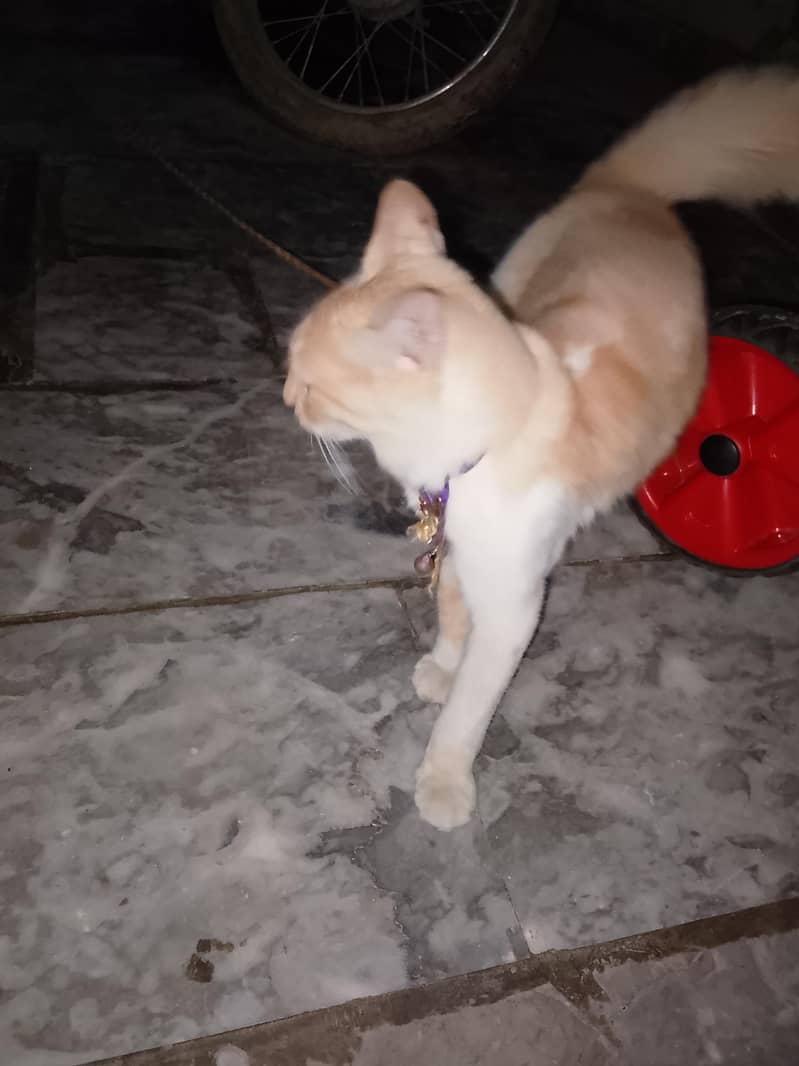 Persian cat 7