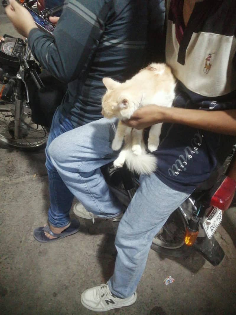 Persian cat 8