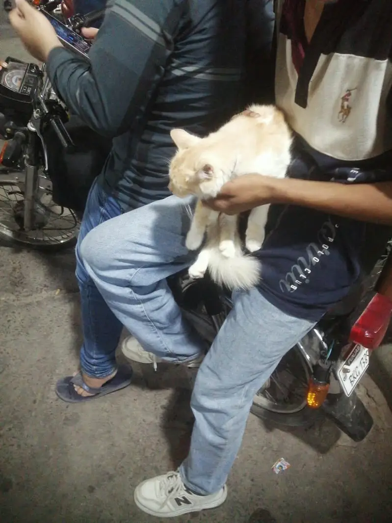 Persian cat — photo 9