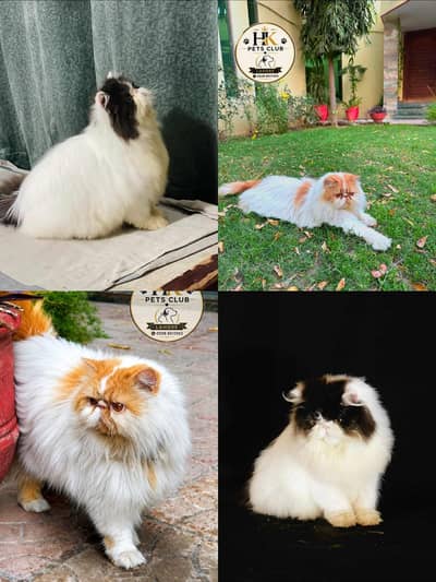 Cfa male cat for matting | peki male for stud