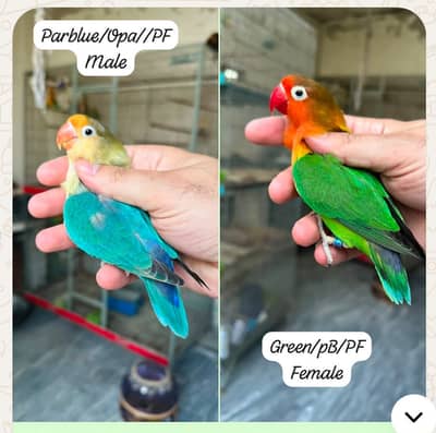 Lovebird pair