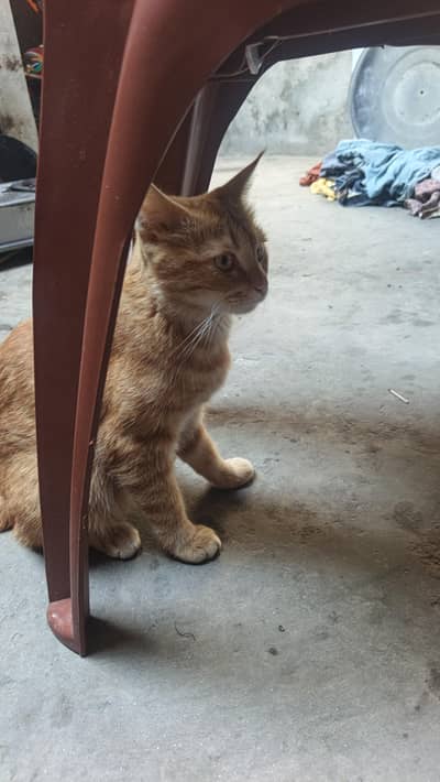 cool cat